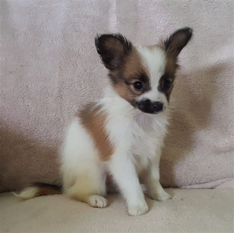 Papillon Chihuahua Mix Puppies For Sale Nz - Pets Lovers