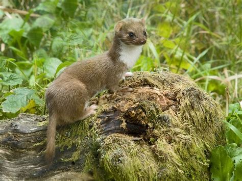 How do you tell the difference between a Stoat and a Weasel? | Sussex ...