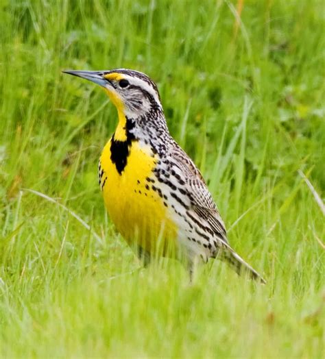 Western Working Lands Snapshot | Western Meadowlarks | Working Lands For Wildlife