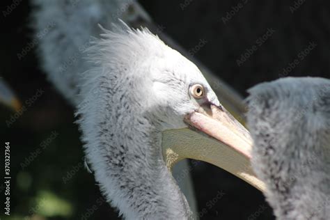 Animal and nature photos from the Schoenbrunn Zoo in Vienna Stock Photo | Adobe Stock