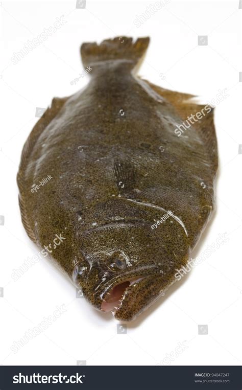 Cooking Ingredient Series Olive Flounder Available Stock Photo 94047247 | Shutterstock