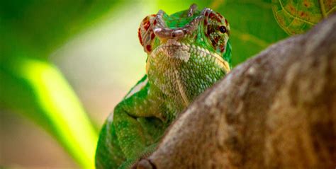 Exploring the Unique Chameleons of Madagascar | GVI | GVI