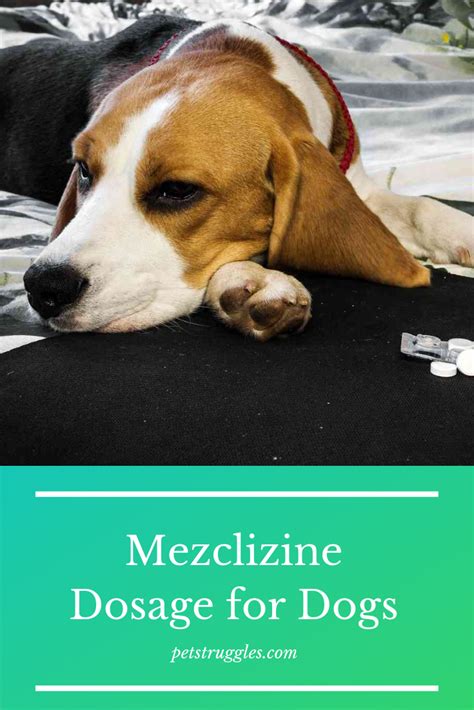 Meclizine Dosage for Dogs | Dogs, Dog love, Dog life