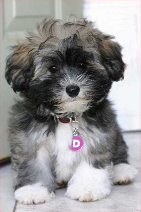 Haircuts for Havanese Dogs 127489 Havanese Dog Breed Information Creatures Big N Small Of ...