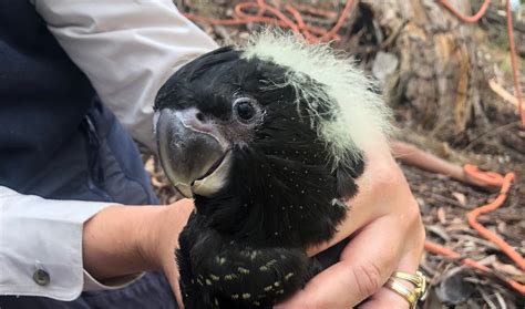 Black cockatoo chicks hatch among burnt habitat - Australian Geographic