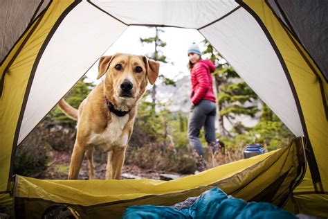 12 Dog-Friendly Camping Spots Near Lake Tahoe - Amateur Adventure Journal