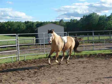 PSSM Horse Exercises: Horse Workouts and Tips To Keep Your PSSM Horse (and Others) Healthy ...