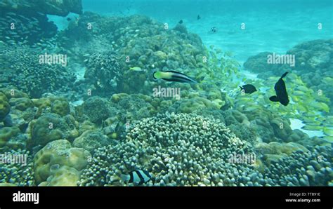 SCUBA diving and Underwater marine life, Lakshadweep, India Stock Photo ...