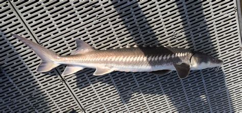 Species #62 — White Sturgeon – CaughtOvgard