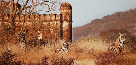 [Picture This] Ranthambore National Park - ALL THE RAIGE