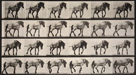 √ Eadweard Muybridge Animal Locomotion - Alumn Photograph