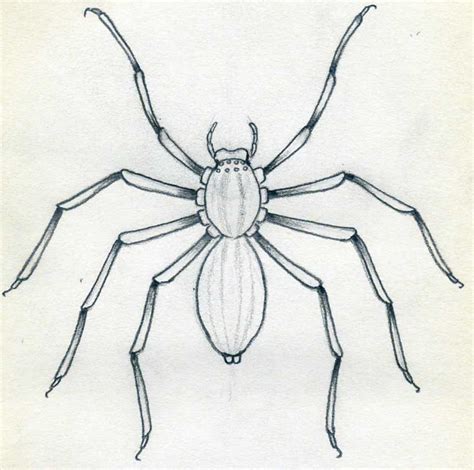 Spider Pencil Drawing