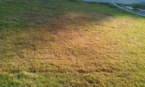 Why Is My Lawn Yellow? How to get rid of yellow patches on your lawn!