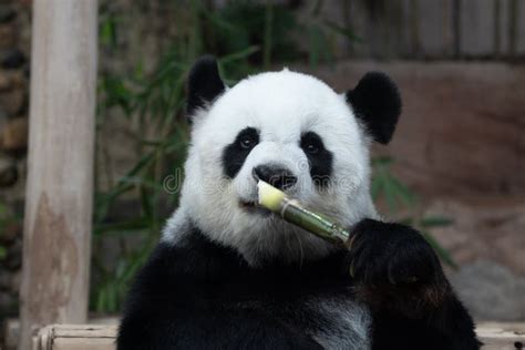 Close up Happy Panda stock image. Image of happy, adorable - 230960709