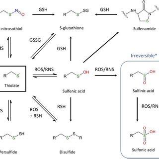 Reaction of cysteine (thiolate form) with representative reactive ...