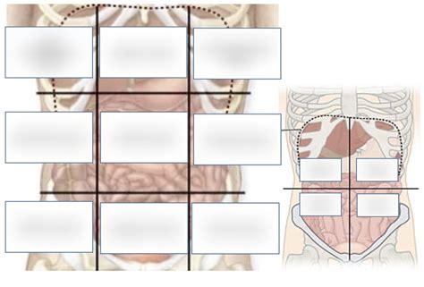 abdominal regions and quadrants Diagram | Quizlet