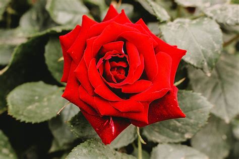 La Rosa Rossa non è solo amore - Marco Lucetti Fiorista Genova