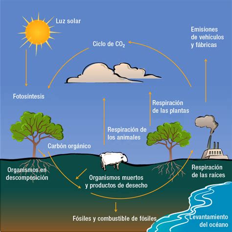 Ciclo del carbono, ¿sabes en qué consiste? | Educación para Niños