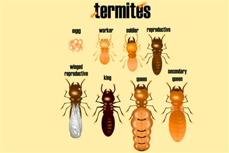 Everything You Need To Know About Baby Termites: Behavior And Prevention