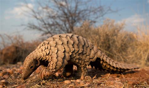 Wildlife In India - Step Into The Real Life Jungle Book