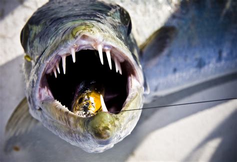 Barracuda Fishing Tips and Tactics | Outdoor Life