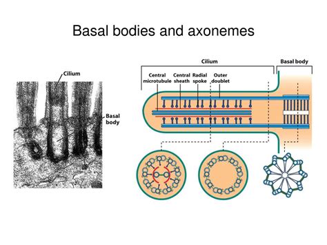 PPT - Microtubules (17) PowerPoint Presentation, free download - ID:2956883