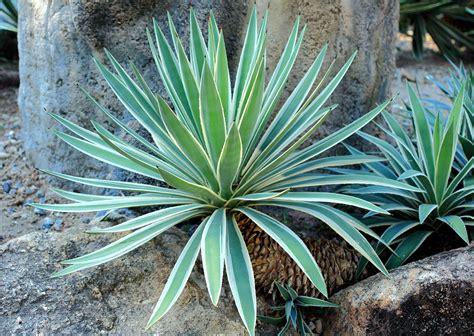 Agave | Definition, Uses, & Facts | Britannica