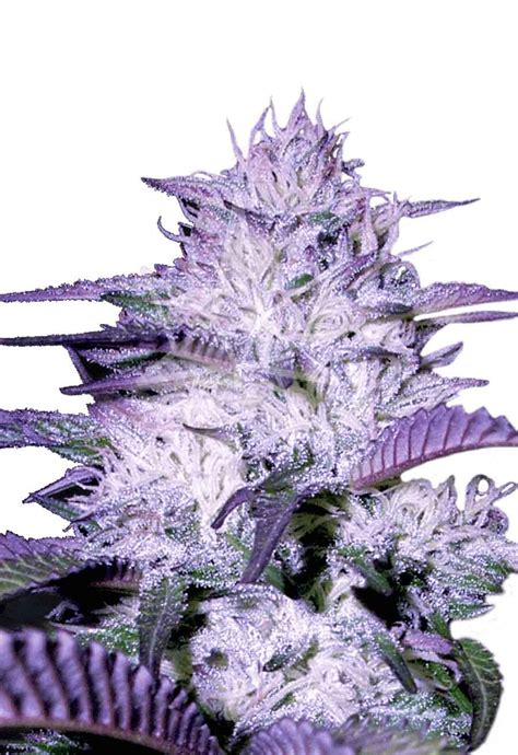 Purple Kush Autoflower Seeds - Sonoma Seeds