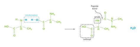 Using NMR to observe the restricted rotation in amide bonds — Nanalysis