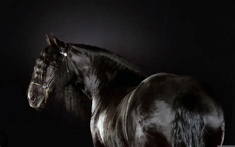 Black animals horses Friesian horse horse race wallpaper | 1920x1200 | 185878 | WallpaperUP