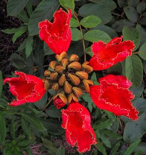 African Tulip Tree Blossoms | San Diego Botanical Gardens, E… | Flickr