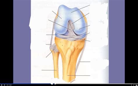 Knee Ligaments Diagram | Quizlet