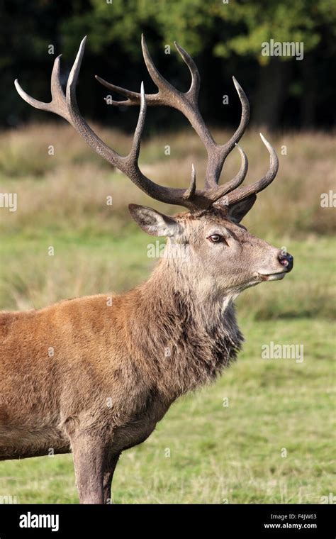 Red Deer Stag Cervus elaphus -Head & Antlers Side View Tatton Park ...