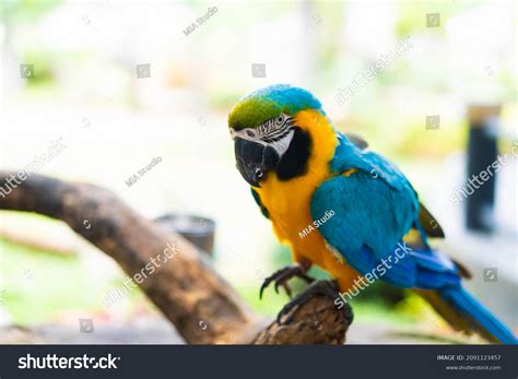 11,228 Rio bird Stock Photos, Images & Photography | Shutterstock