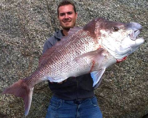 Monster snapper caught off the WA rocks | Narooma News | Narooma, NSW