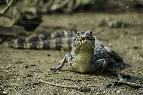 Broad snouted caiman,Caiman latirostris baby, Pantanal, Mato Grosso, Brazil. 27610547 Stock ...