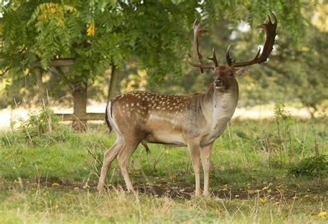 Escapes and Photography: Fallow Deer And Rutting Season At Charlecote Park