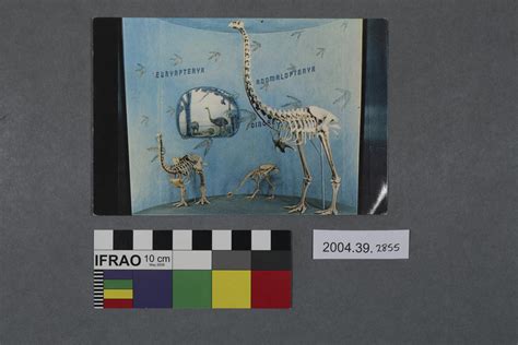 Postcard of three moa skeleton - Canterbury Museum