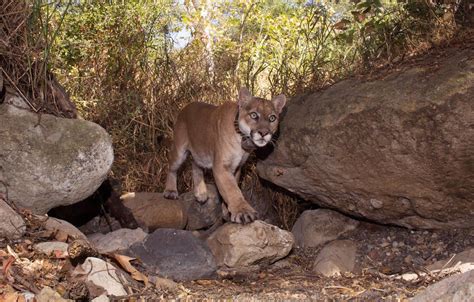 Stunning photos of L.A.'s celebrity mountain lion P-22 - Los Angeles Times