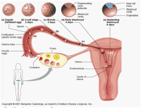 Fertilization Diagram | Quizlet