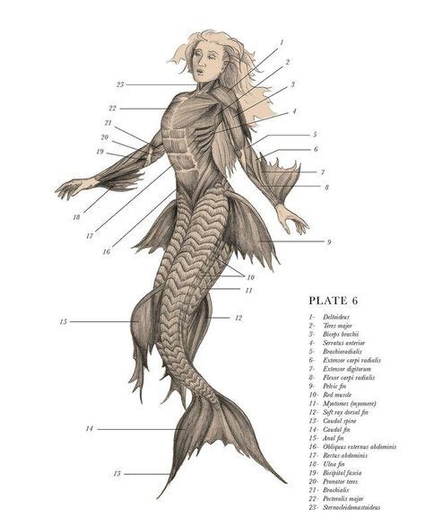 Mermaids Skeleton Real Mermaid skeleton | Mythological creatures, Mythical creatures, Animal ...