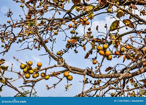 Tendu Fruit Also Know As Indian Forest Persimmon Fruit in Trees. Stock Photo - Image of ...