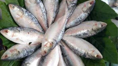 Hilsa Fish Benefits: இதய ஆரோக்கியம் முதல் சரும பொலிவு வரை..! பல்வேறு ...