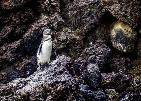 43 Galapagos Penguin Facts: Tropical Guide (Spheniscus mendiculus) | Storyteller Travel