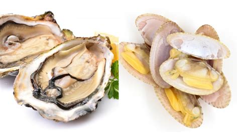 Oysters Clams: What Is The Difference? | atelier-yuwa.ciao.jp