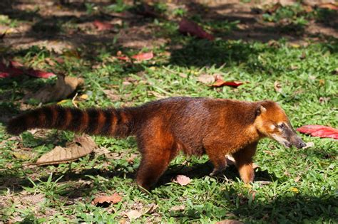 Ring Tailed Coati