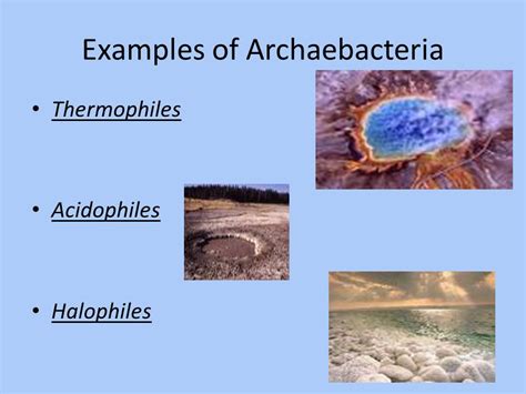 Archaea examples kingdom