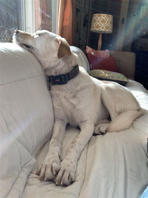 Jenny, relaxing on the couch | Dogs, Animals, Relax