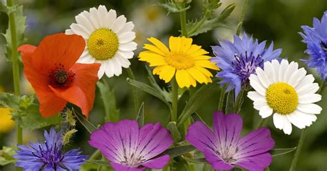 Ciencias Naturales CEUJA 2016: LAS PLANTAS, FLORES Y POLEN