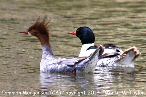 Common Merganser